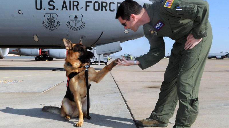 Illustration for article titled 26 Awesome Photos of War Dogs Showing How Badass and Cute They Can Be